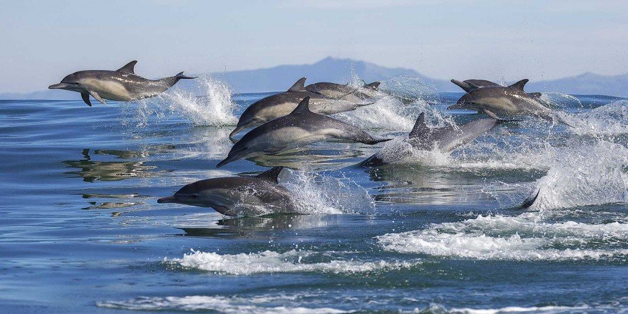Dolphin Watching