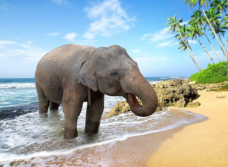 Elephant Beach Adventure