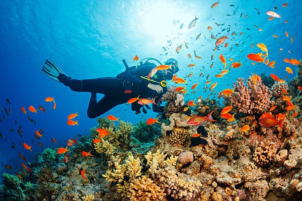 Andaman Scuba Diving Guide