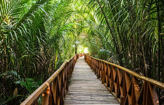 Dhanni Nallah Mangrove Walkway